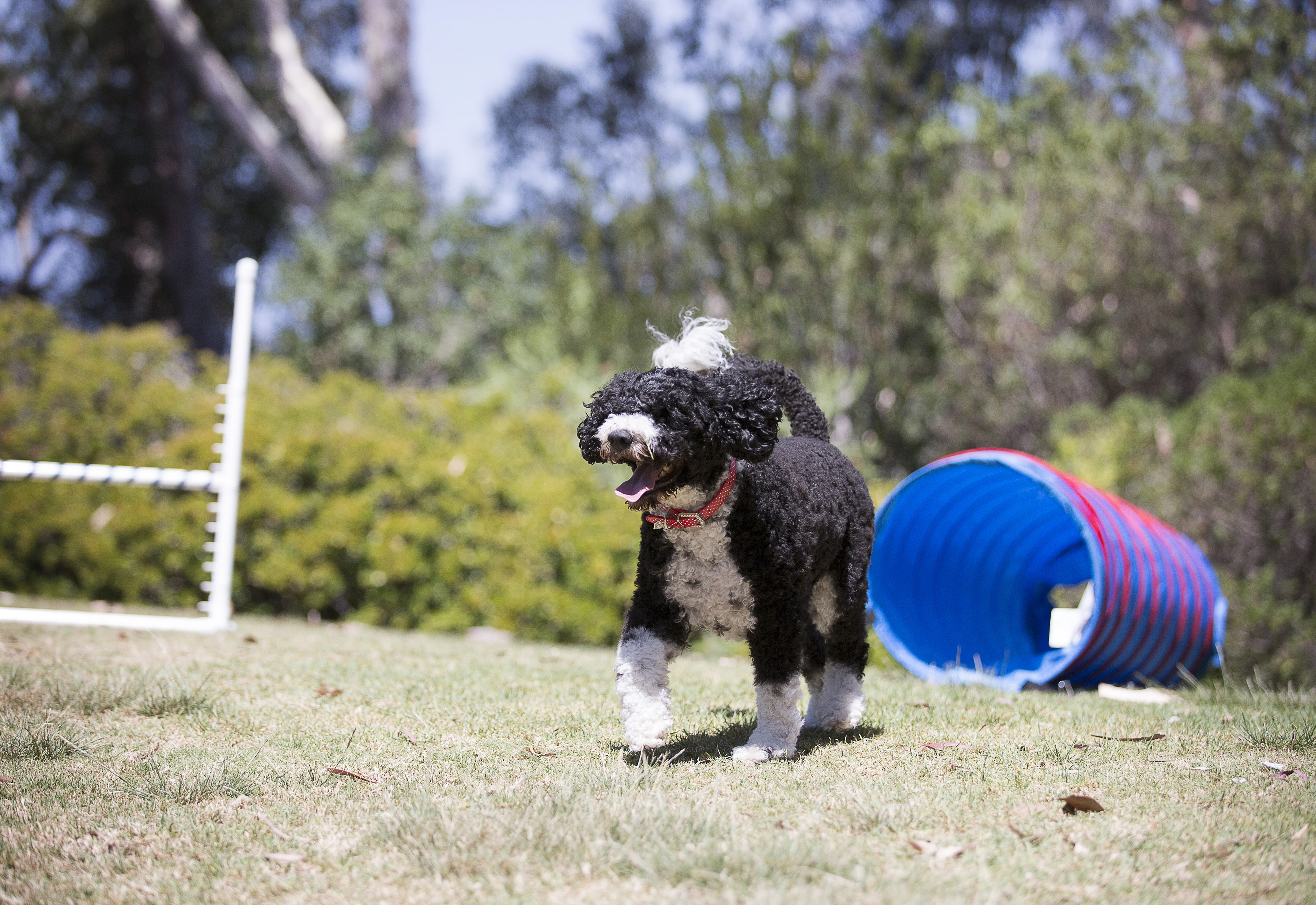 5 Outdoor Dog Games ~ Keep Your Dog Busy Outside! ~ My PWD & Me