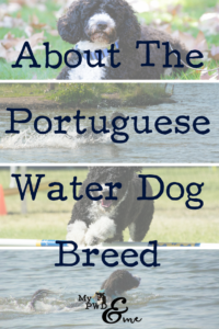 About Portuguese Water Dog Breed - My PWD and Me