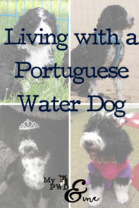 Living with a Portuguese Water Dog - My PWD and Me