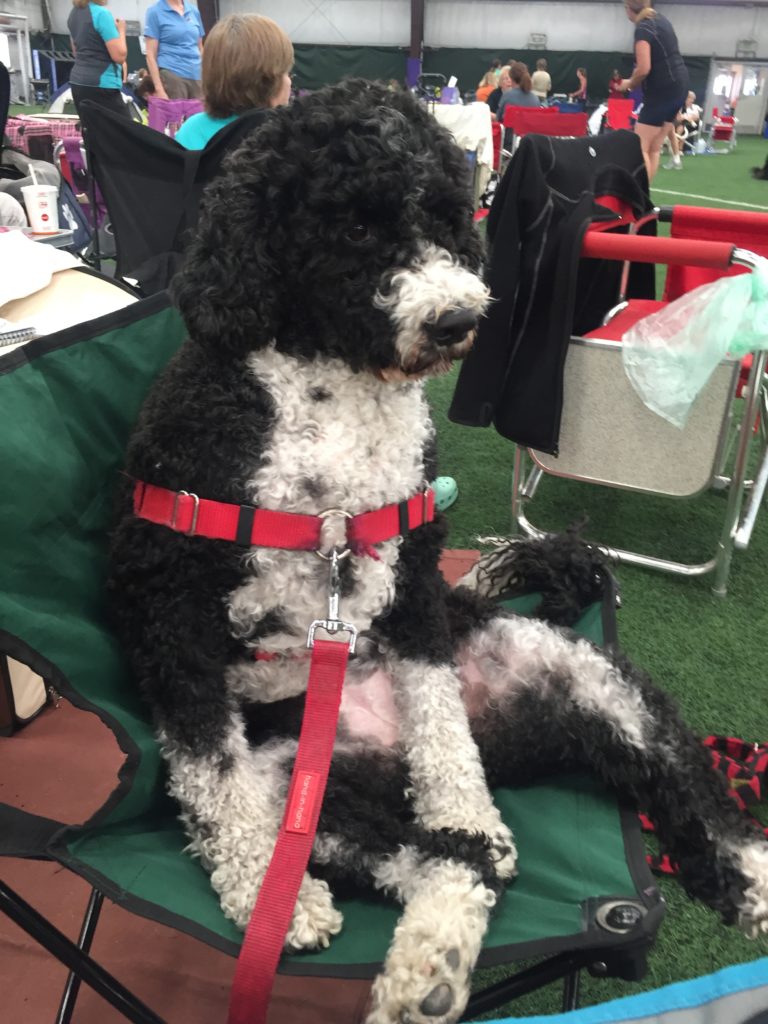 Miss Millie at Agility