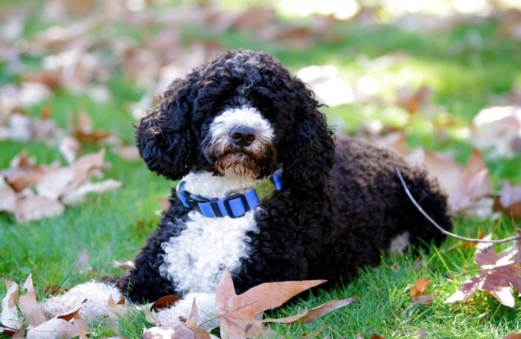 Portuguese Water Dog Miss Millie