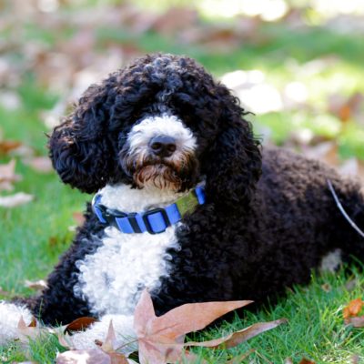 Portuguese Water Dog Miss Millie