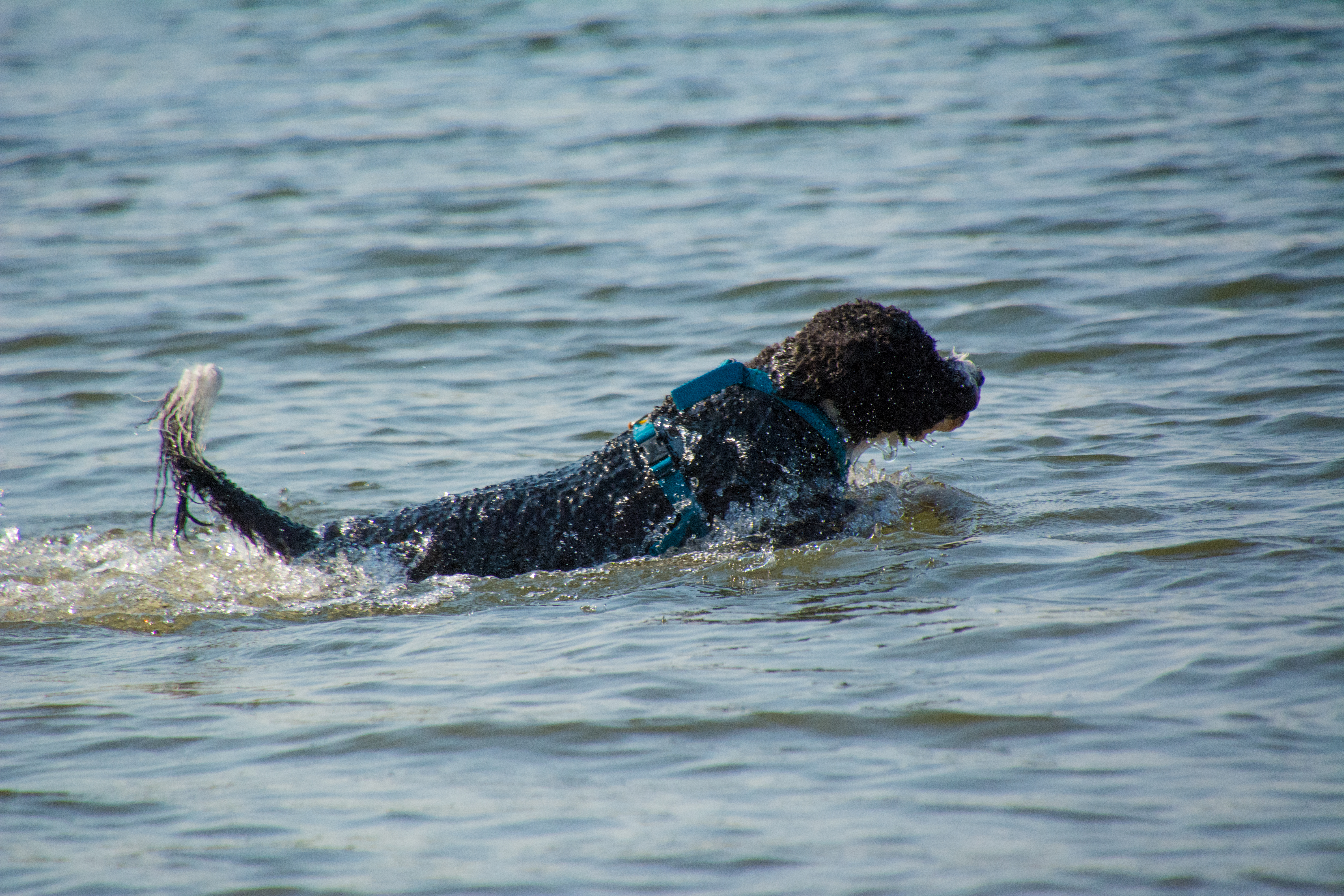 Miss Millie Portuguese Water Dog