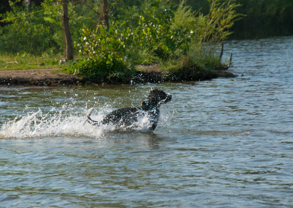 Portuguese Water Dog Miss Millie