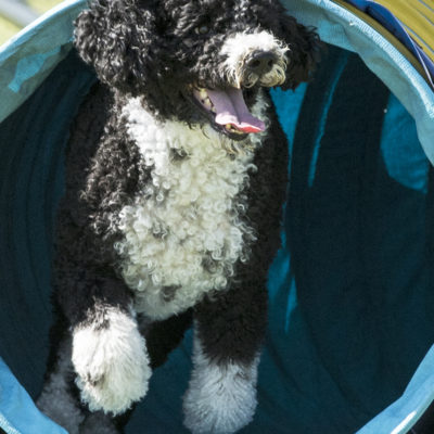 Why I Chose a Portuguese Water Dog