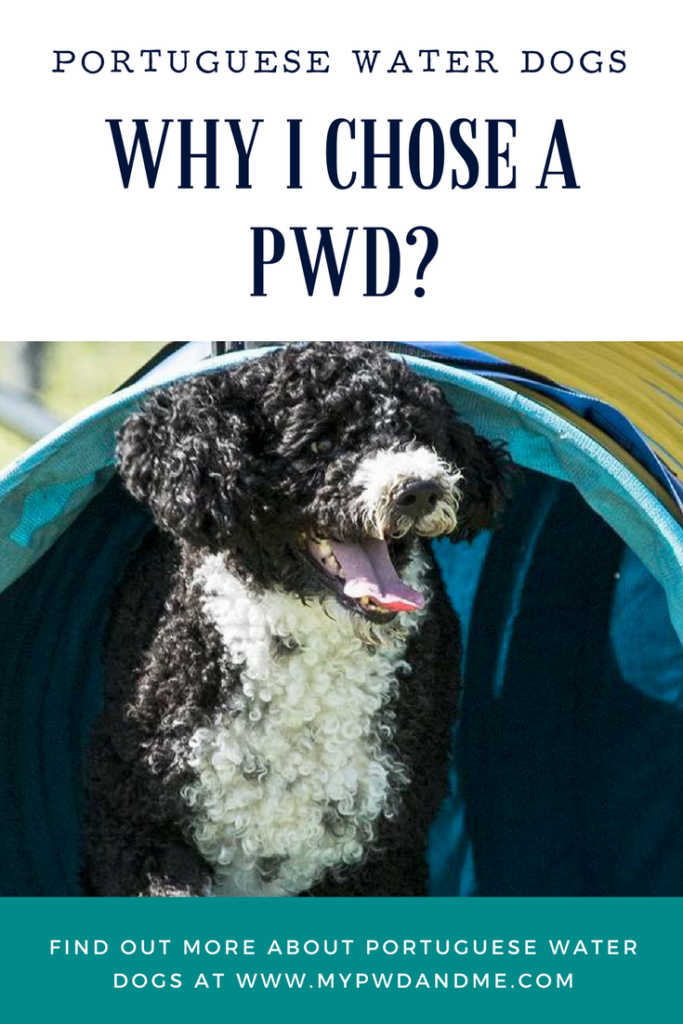 Portuguese Water Dog