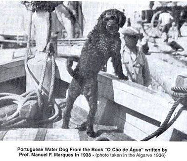 Portuguese Water Dog - On Boat