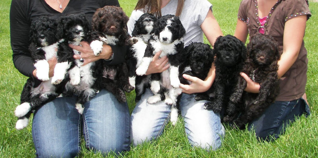 Portuguese Water Dog Puppies