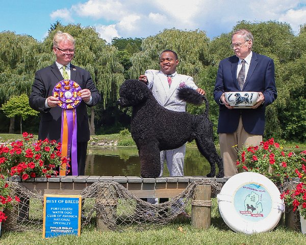 Best of Breed Portuguese Water Dog 2015