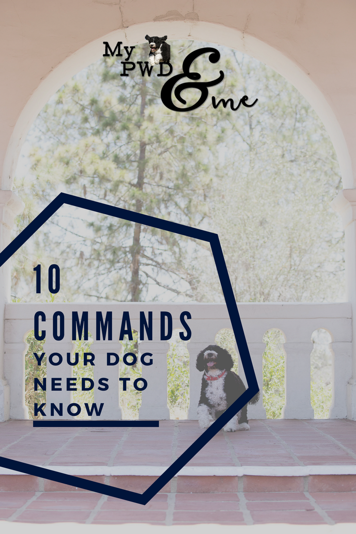 My PWD and Me - 10 Dog Commands You Should Train