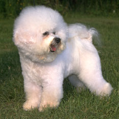 Bichon Frise - Hypoallergenic Dogs - My PWD and Me