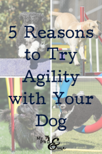 Reasons to Try Agility - My PWD and Me