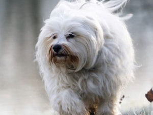 Havanese - Hypoallergenic Dogs - My PWD and Me