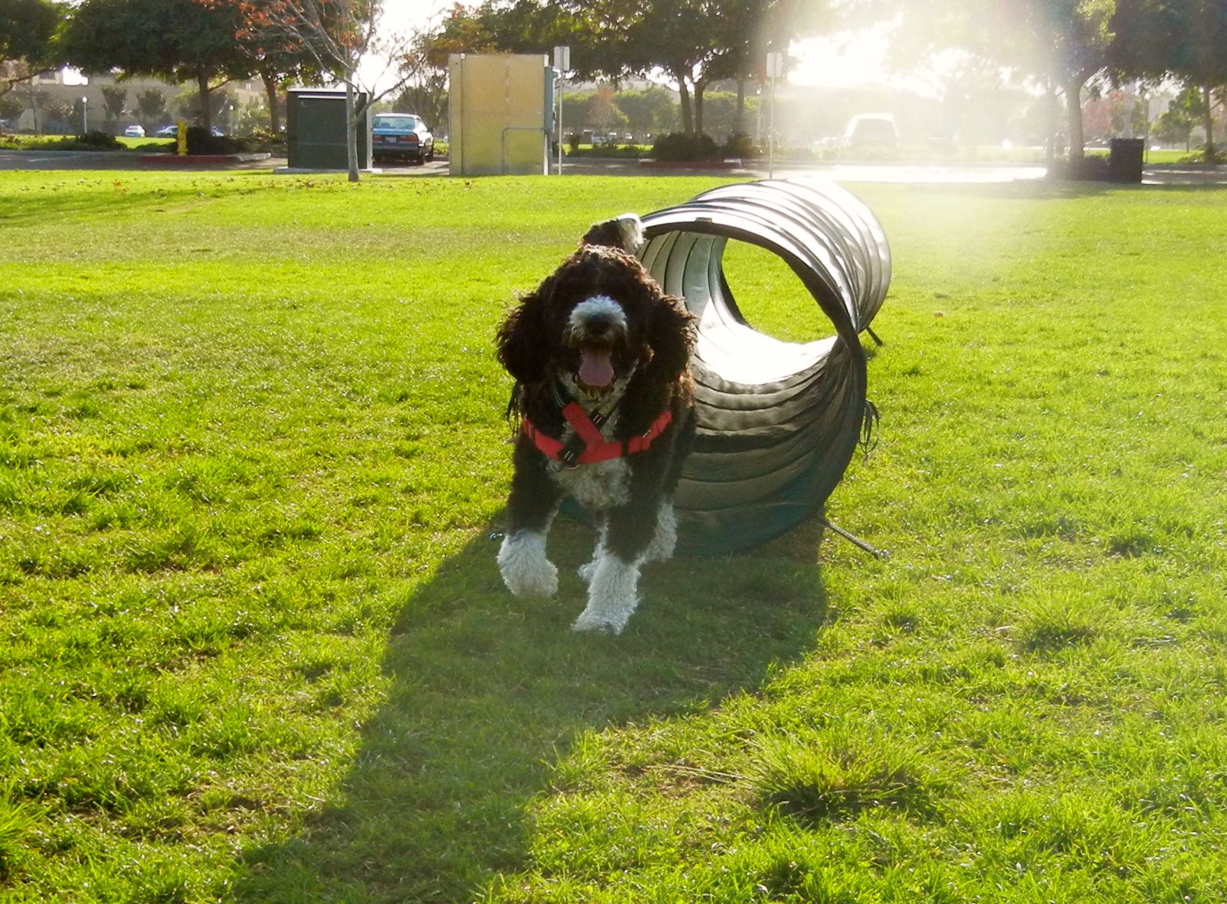 5 Reasons to Try Agility - My PWD and Me