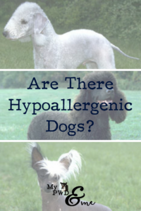 Are There Hypoallergenic Dogs - My PWD and Me