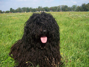 Puli - Hypoallergenic Dogs - My PWD and Me