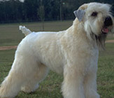 Soft Coated Wheaten Terrier - Hypoallergenic Dogs - My PWD and Me