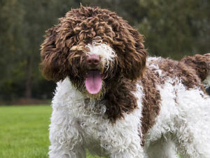 Spanish Water Dog - Hypoallergenic Dogs - My PWD and Me