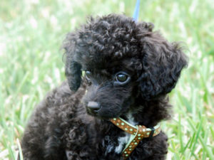 Poodle - Hypoallergenic Dogs - My PWD and Me