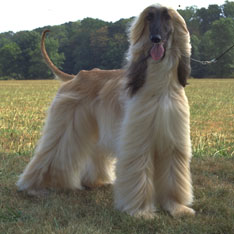 Afghan Hound - Hypoallergenic Dogs - My PWD and Me