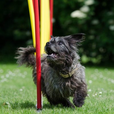 5 Reasons to Try Agility with Your Dog