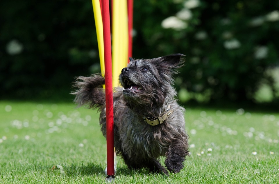 5 Reasons to Try Agility - My PWD and Me