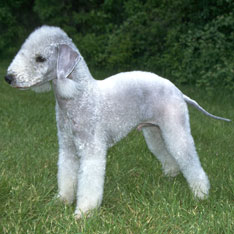 Bedlington Terrier - Hypoallergenic Dogs - My PWD and Me