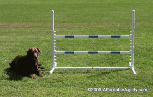 My PWD and Me - Agility Jumps