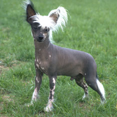 Chinese Crested - Hypoallergenic Dogs - My PWD and Me