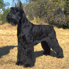 Giant Schnauzer - Hypoallergenic Dogs - My PWD and Me