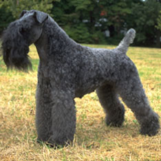 Kerry Blue Terrier - Hypoallergenic Dogs - My PWD and Me