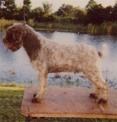 Lagotto Romagnolo - Hypoallergenic Dogs - My PWD and Me