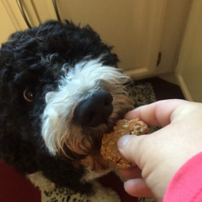 My PWD and Me - Easy Dog Treat Recipe - Turkey Meatballs