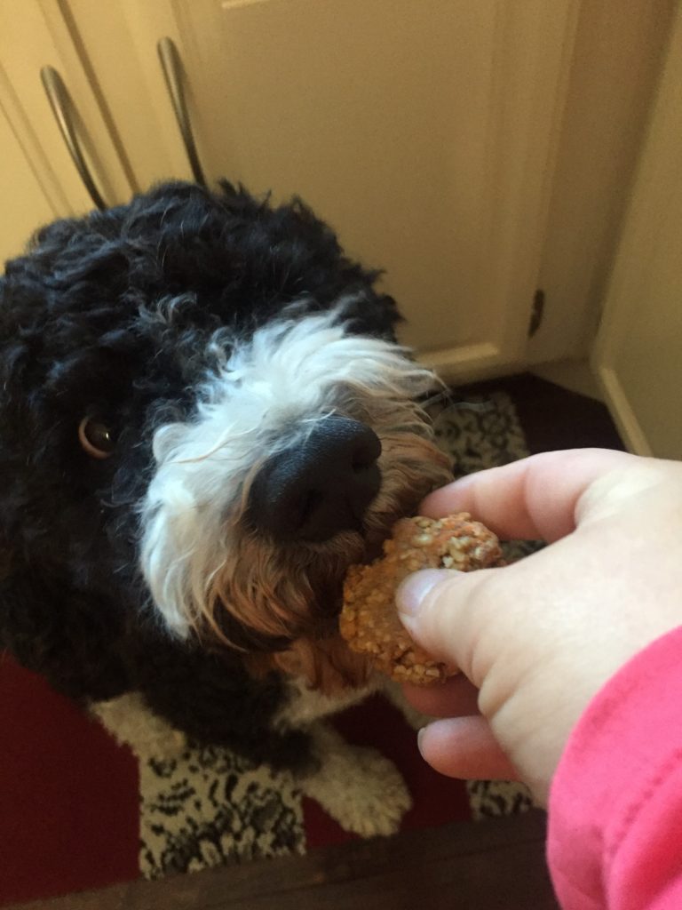 My PWD and Me - Easy Dog Treat Recipe - Turkey Meatballs