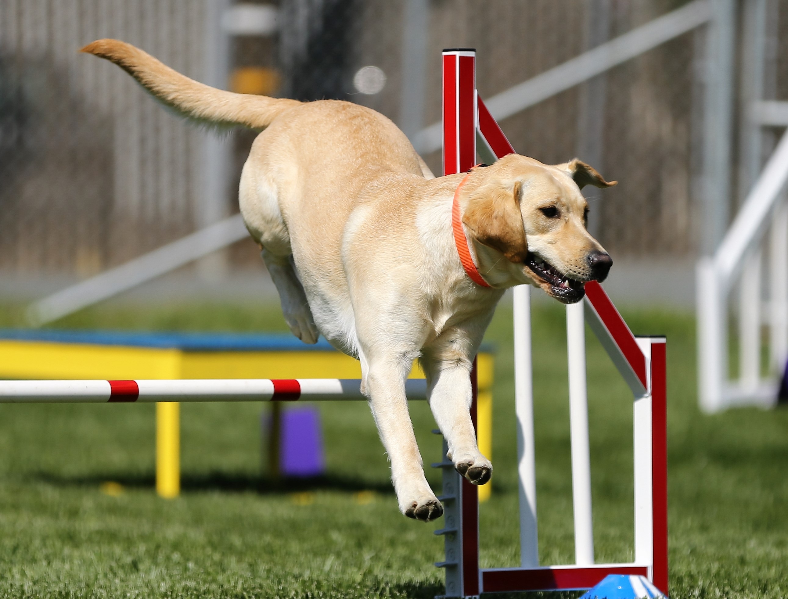 5 Reasons to Try Agility - My PWD and Me