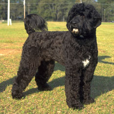 Portuguese Water Dog - Hypoallergenic Dogs - My PWD and Me