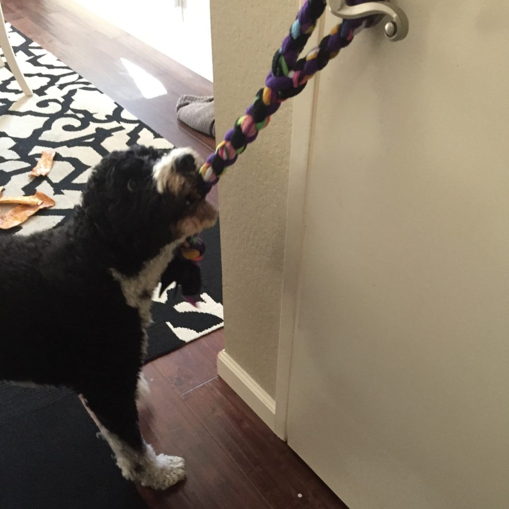 My PWD and Me - Dog Games - Pull Door