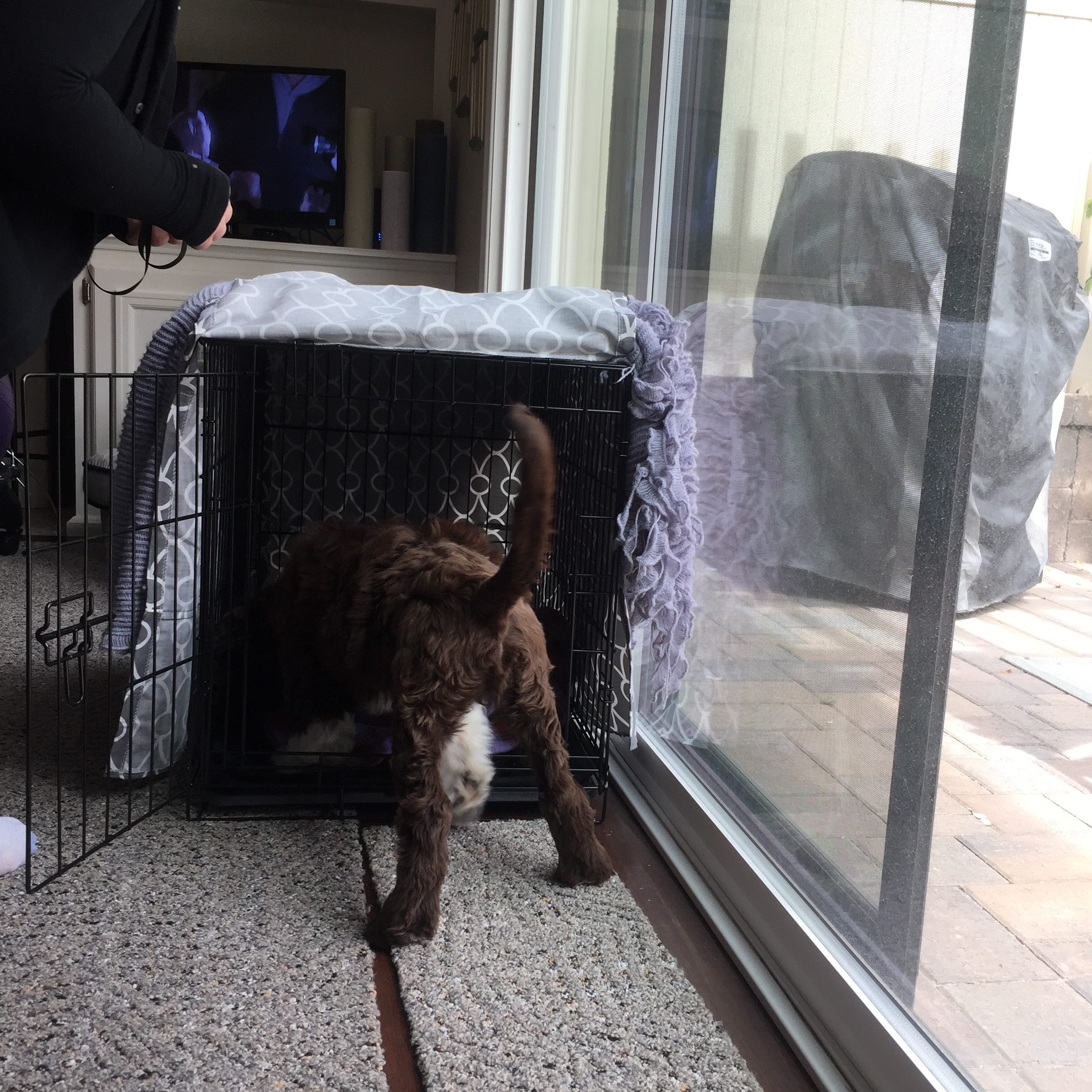 Crate Training Your Puppy - My PWD and Me - Mr Magoo