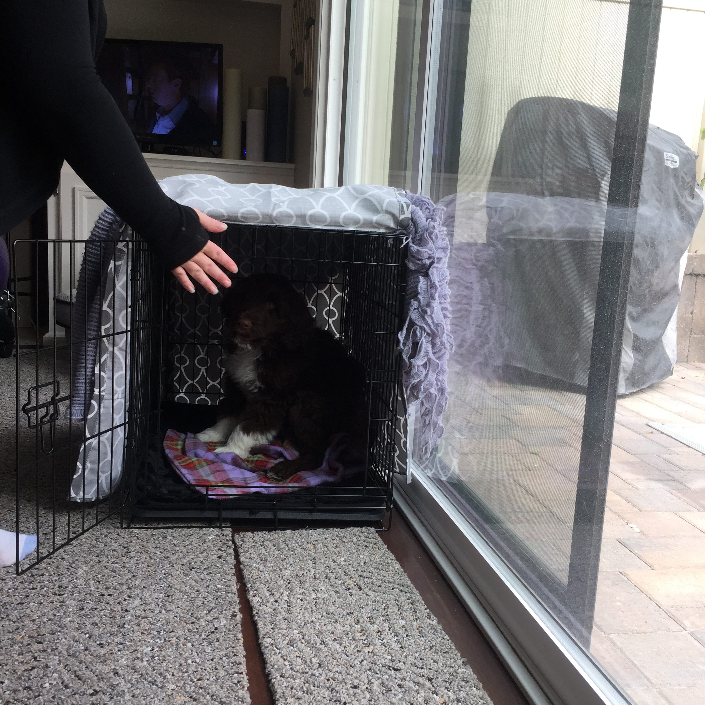 Crate Training Your Puppy - My PWD and Me - Mr Magoo