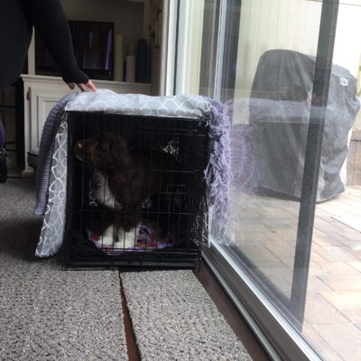 Puppy Series: Crate Training