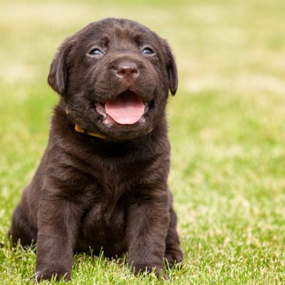 Potty Training Your Puppy - My PWD and Me