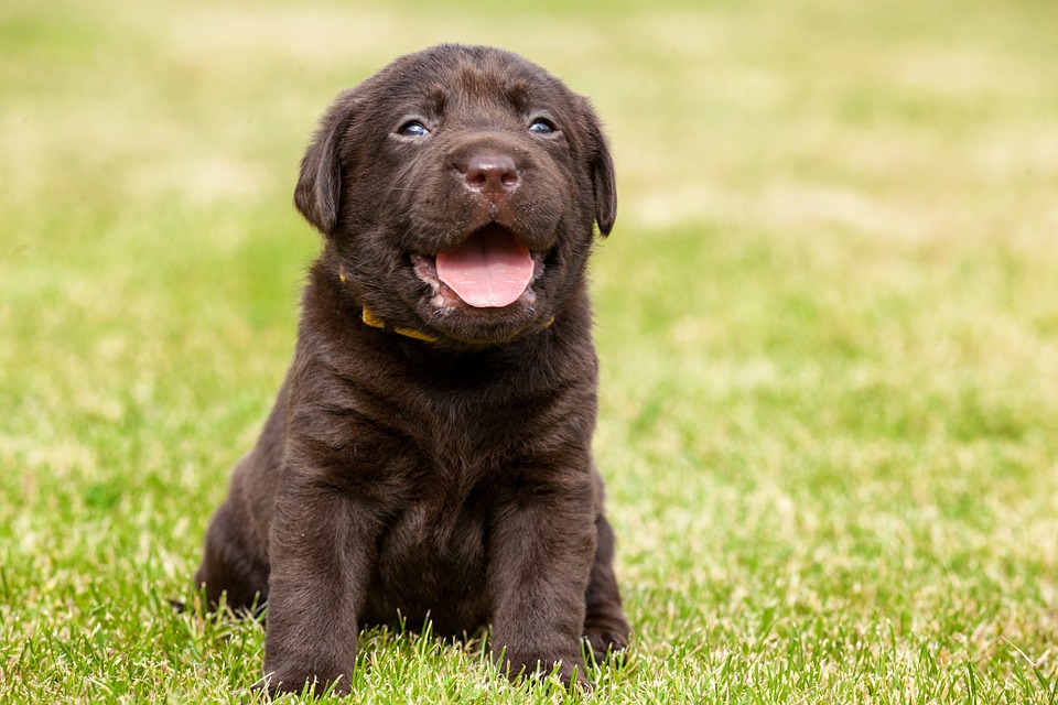 Potty Training Your Puppy - My PWD and Me