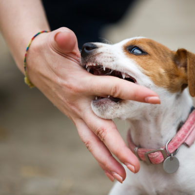 Puppy Series: How to Stop a Nipping Puppy