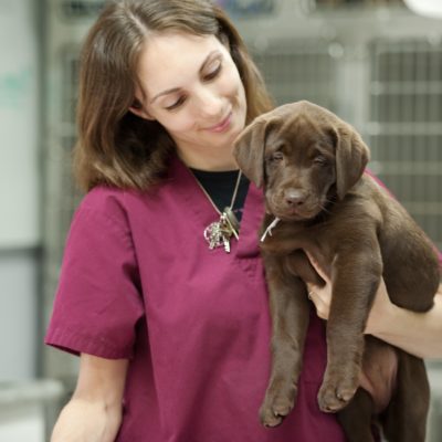 Vaccinations for Your Puppy - My PWD and Me