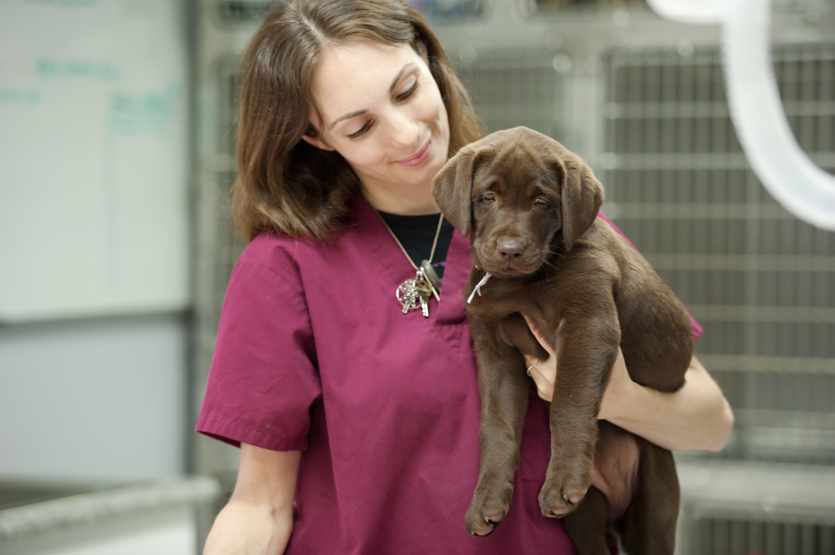 Vaccinations for Your Puppy - My PWD and Me