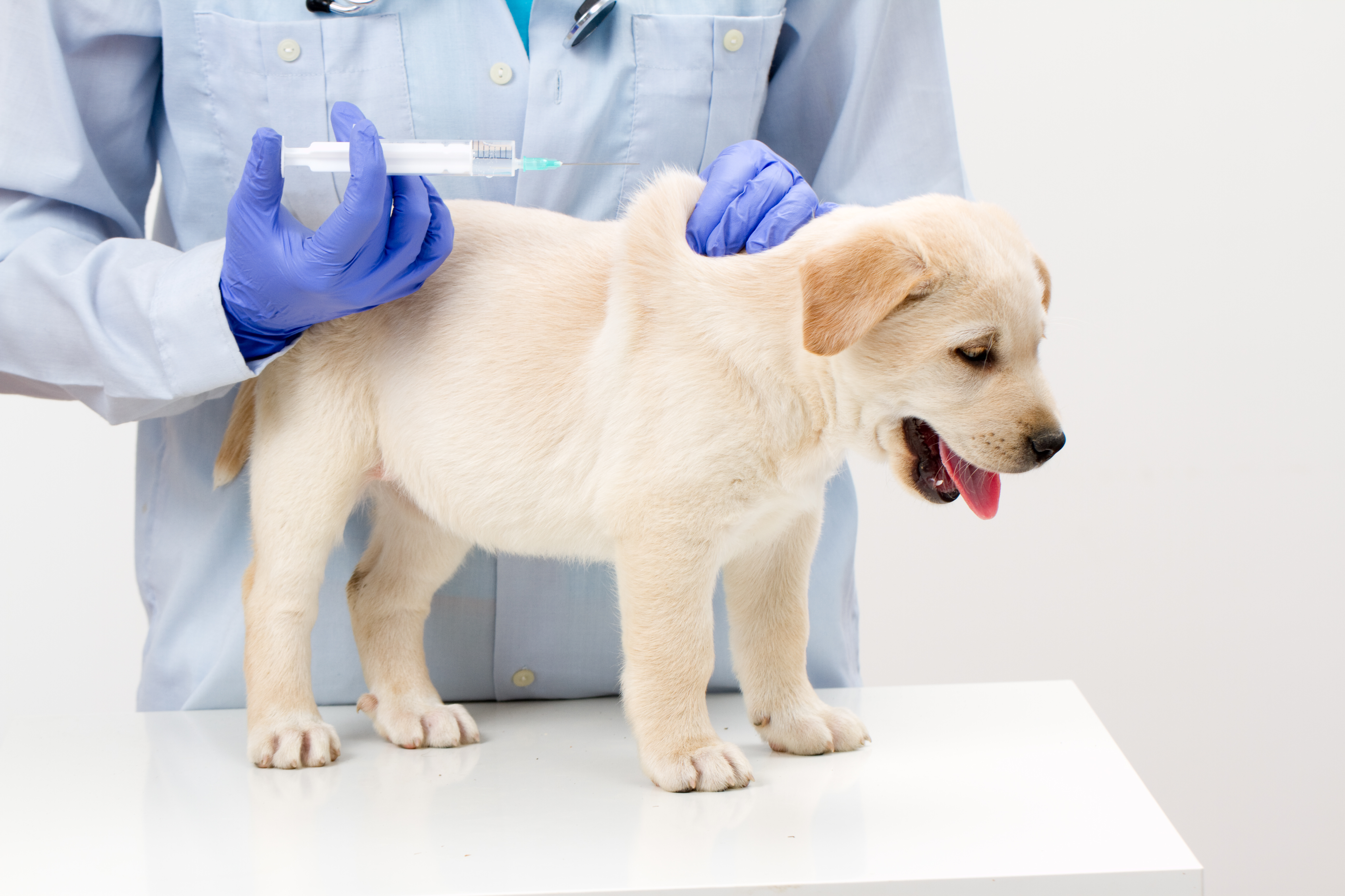 Vaccinations for Your Puppy - My PWD and Me