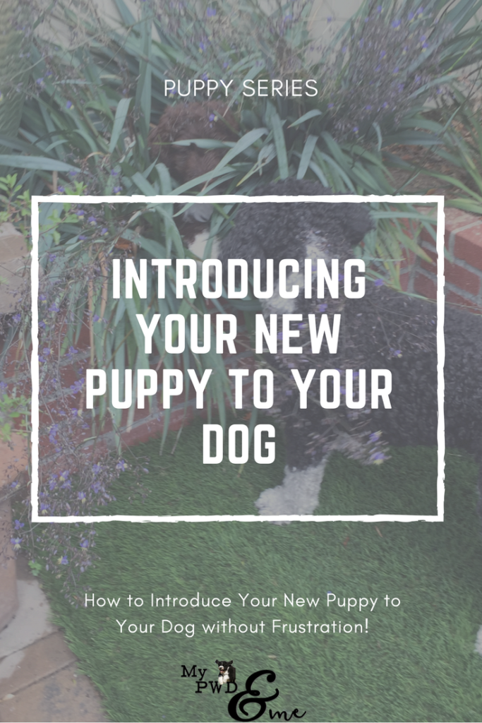 Introduce Your Puppy to Your Dog - My PWD and Me