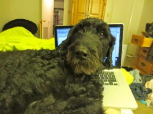 Portuguese Water Dog - Naughty or Nice - My PWD and Me