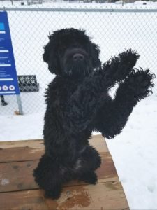 Portuguese Water Dog - Naughty or Nice - My PWD and Me