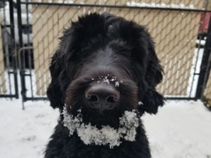 Portuguese Water Dog - Naughty or Nice - My PWD and Me